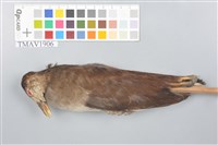 藏品(白腹秧雞)的圖片